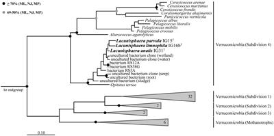 Three Novel Species with Peptidoglycan Cell Walls form the New Genus Lacunisphaera gen. nov. in the Family Opitutaceae of the Verrucomicrobial Subdivision 4